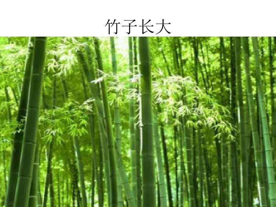 竹子的生长过程_第5页