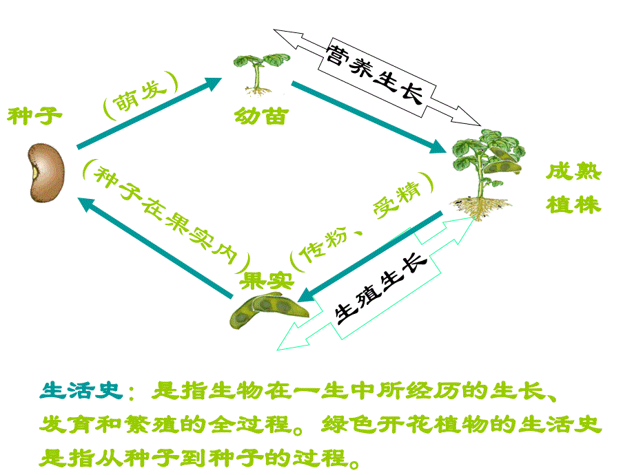 北师大版生物七上第一节《-种子萌发形成幼苗》ppt课件之三]_第3页