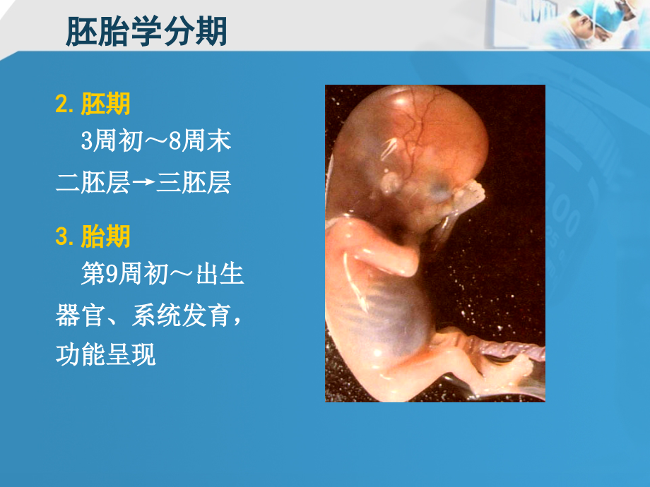 胚胎学绪论21人胚早期发生_第4页