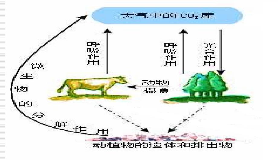 高二生物课件：生态系统的物质循环_第4页