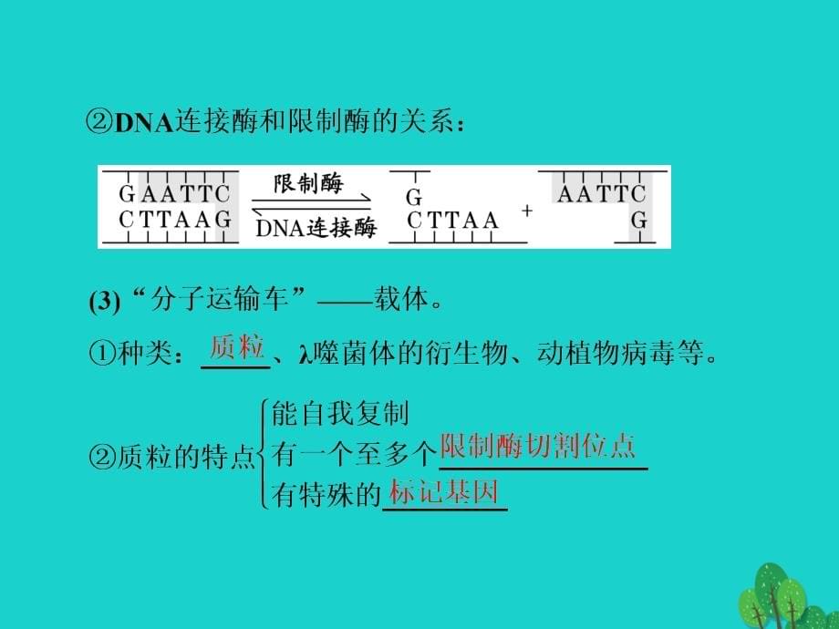 2017版高考生物一轮复习汇总现代生物科技专题第1讲基因工程课件_第5页