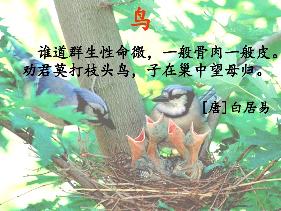 2017年度语文s版本语文三上（父亲、树林和鸟）课件2_第1页