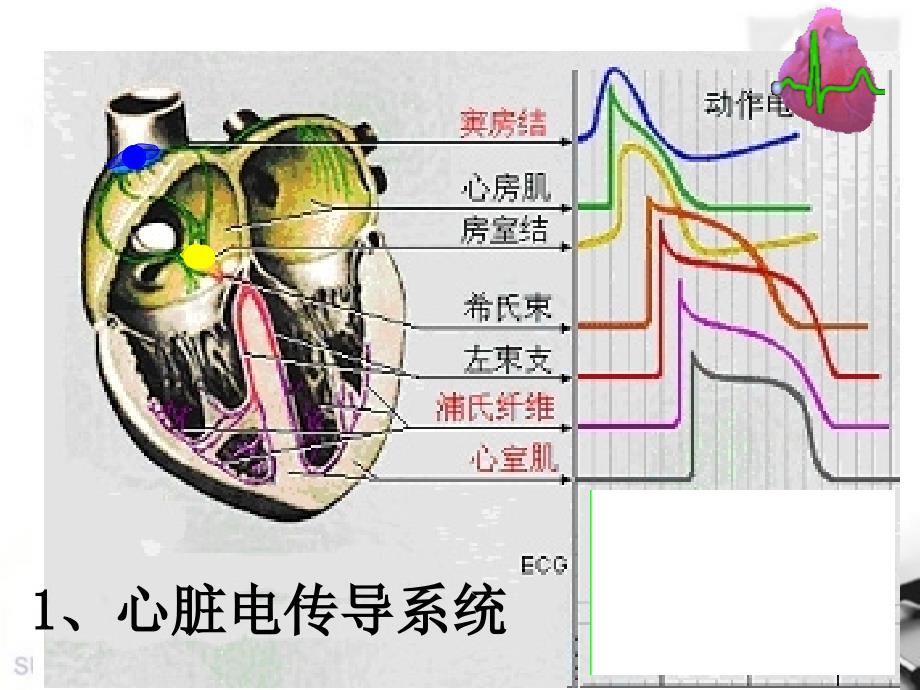 杨雪佳心电图终稿_第3页