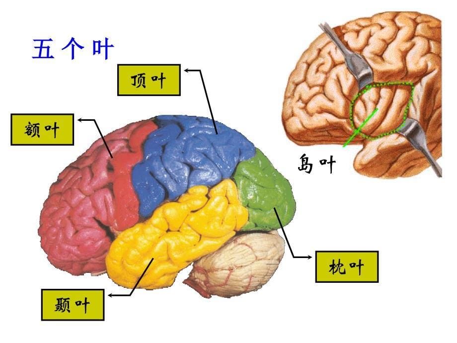 端脑-系统解剖学ppt课件_第5页