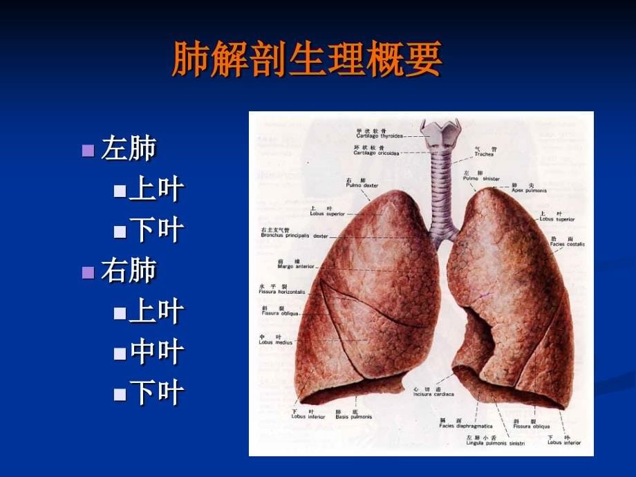 29肺癌病人的护理[1]课件_第5页