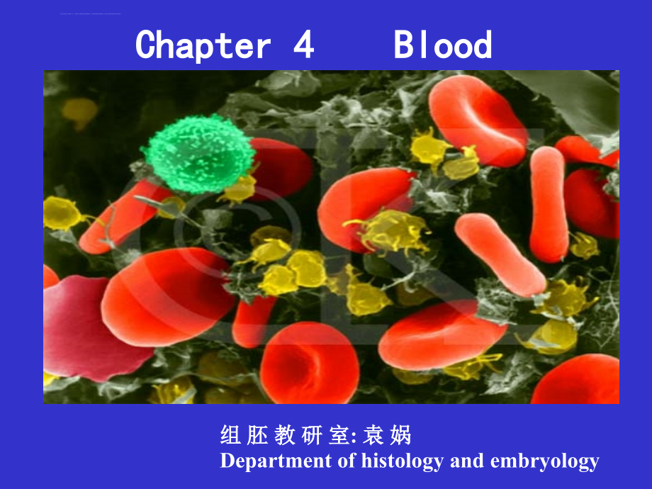 组织学与胚胎学-血液-双语教学_第1页