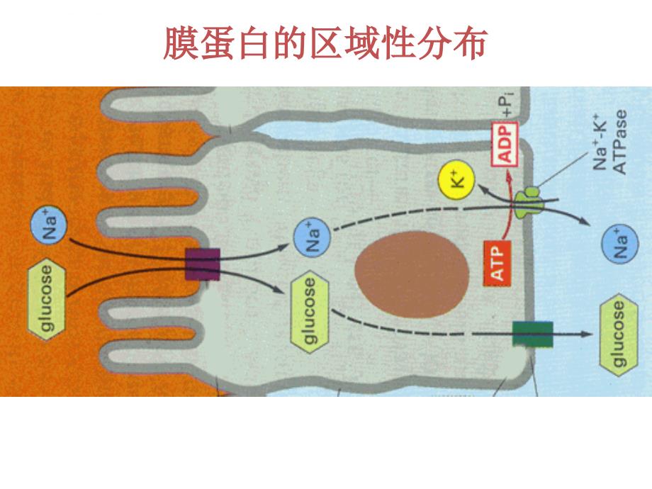 胞内蛋白的分选和运输-细胞生物学-课件-10_第1页