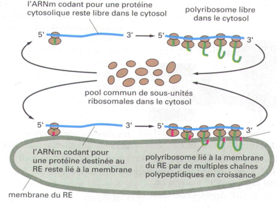 胞内蛋白的分选和运输-细胞生物学-课件-10_第4页