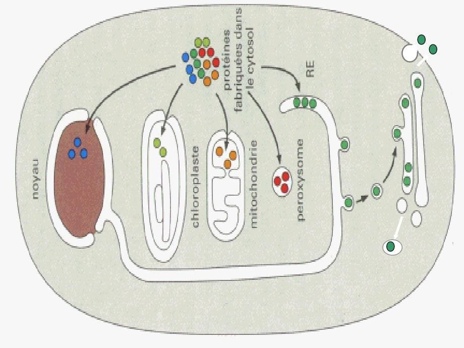 胞内蛋白的分选和运输-细胞生物学-课件-10_第5页