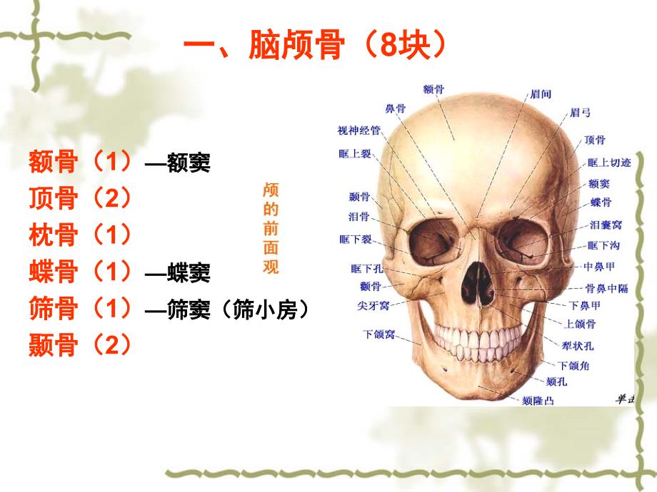 正常人体解剖学课件-颅骨课件_第3页