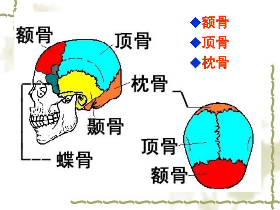 正常人体解剖学课件-颅骨课件_第4页