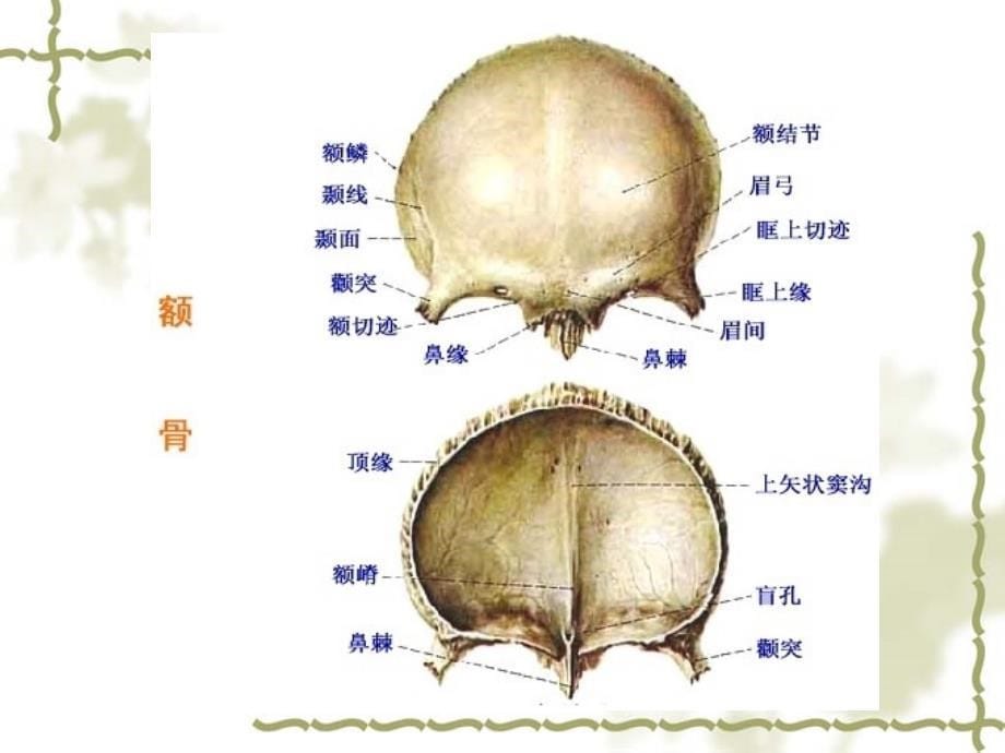 正常人体解剖学课件-颅骨课件_第5页