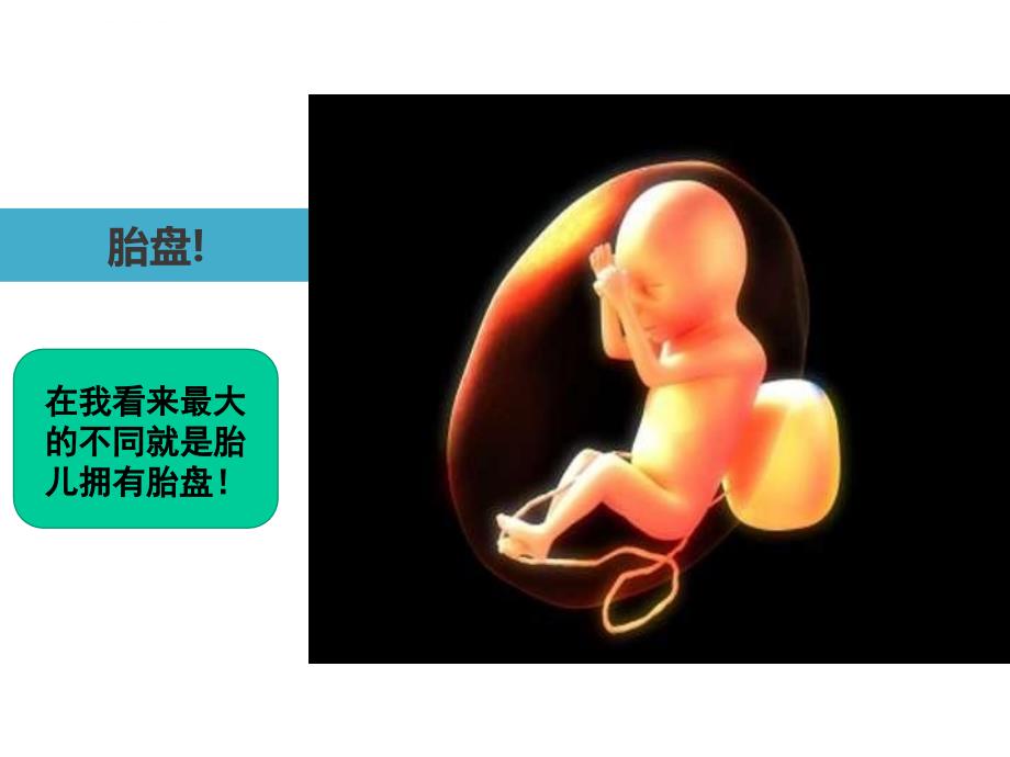 胎儿血液循环图解..课件_第3页