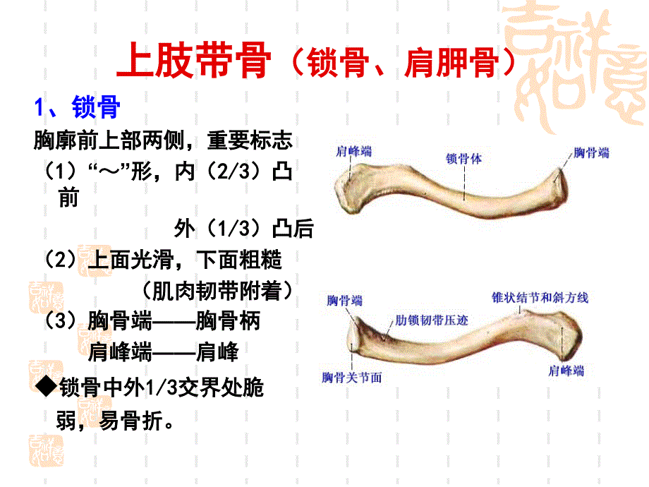 正常人体解剖学课件-四肢骨骼课件_第3页