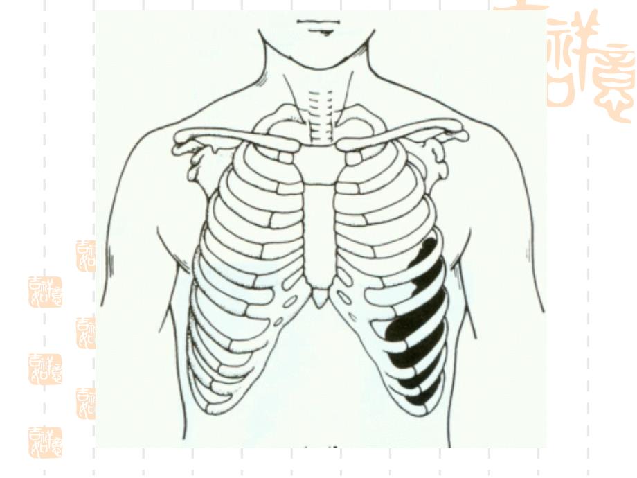 正常人体解剖学课件-四肢骨骼课件_第4页