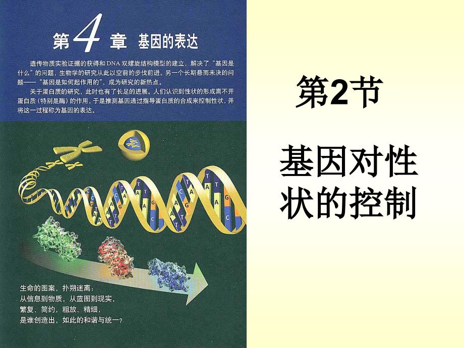 优课件高中生物必修二--4.2--《基因对性状的控制》(新人教版)_第1页
