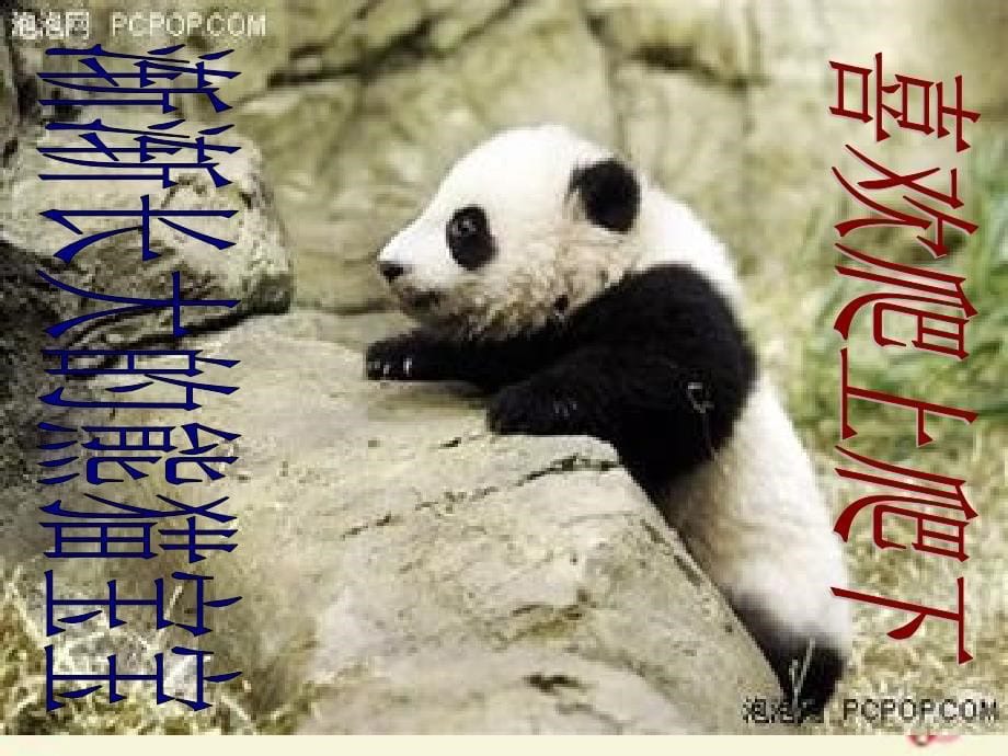 2017年春一年级语文下册 第2单元 7《大熊猫》课件7 语文s版_第5页