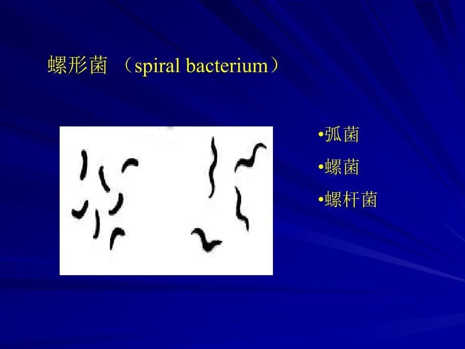细菌的形态与结构-细菌-医学微生物学-02_第5页