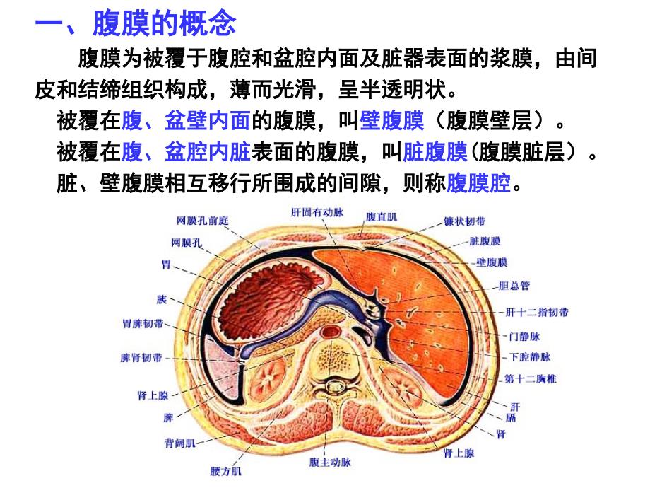 正常人体解剖学课件-腹膜课件_第2页