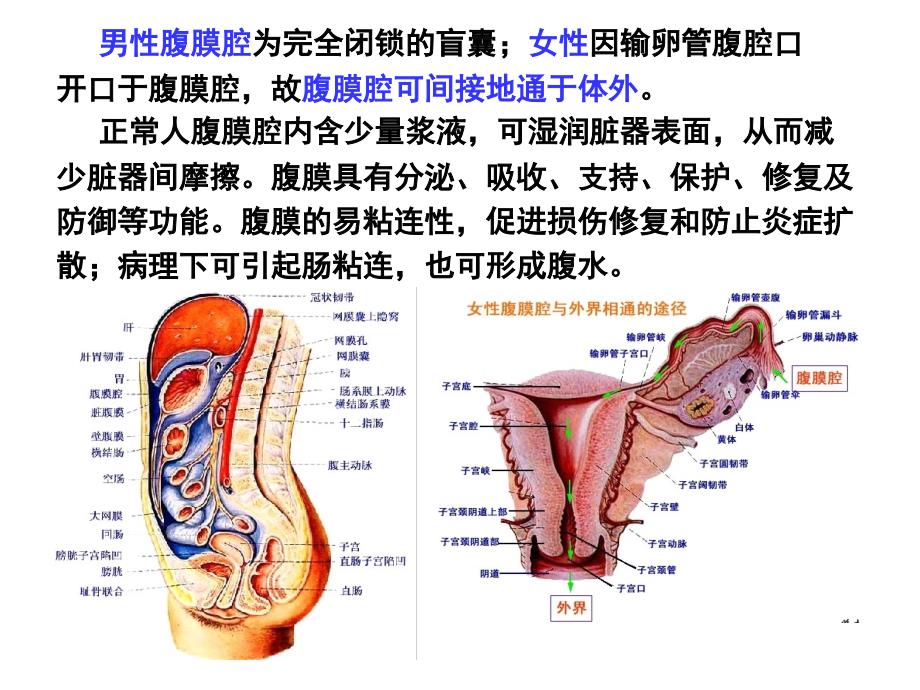 正常人体解剖学课件-腹膜课件_第3页