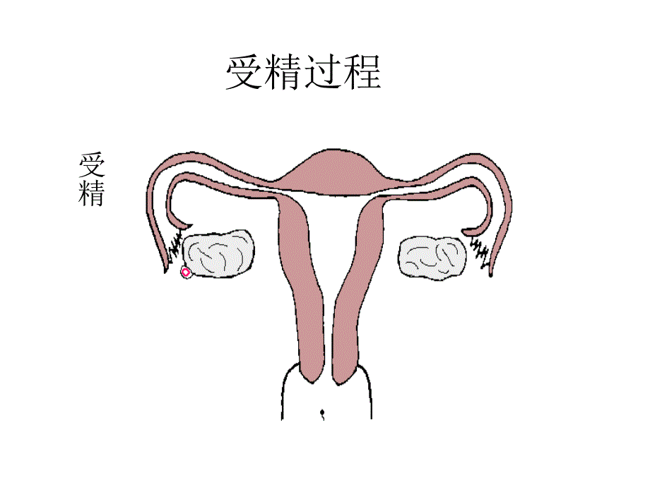 男性生殖器官侧剖面及生殖过程示意图_第3页