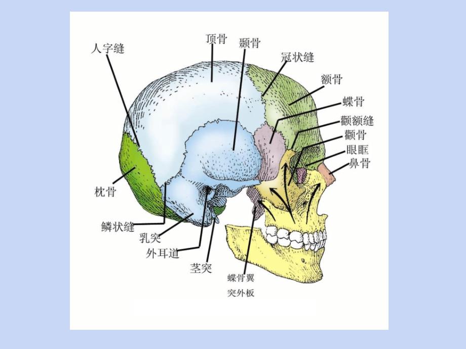 面颈颅部局部解剖(2011级)第八版课件_第3页