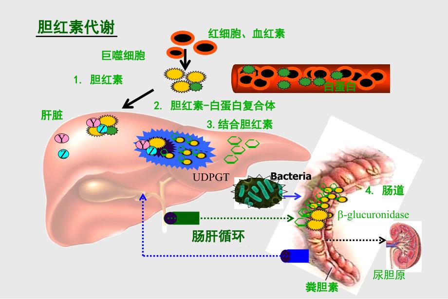 新生儿黄疸-科室讲课_第4页