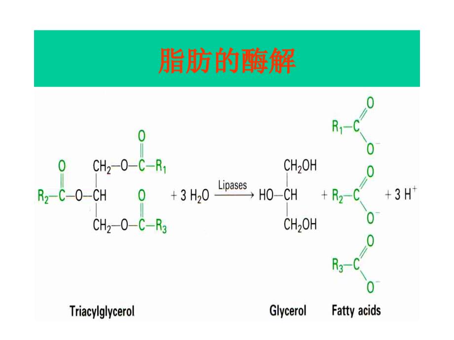 考研王镜岩高级生化脂类-糖类代谢课件_第4页