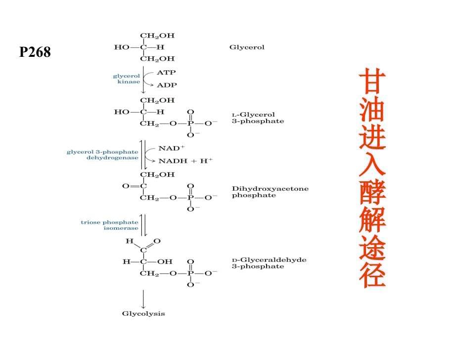 考研王镜岩高级生化脂类-糖类代谢课件_第5页