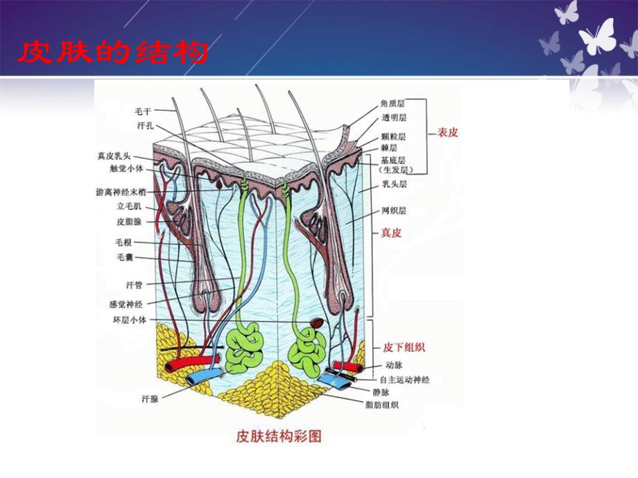 中医美容学皮肤结构与美容_第3页