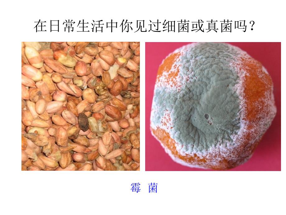 细菌和真菌的分布_3_第3页