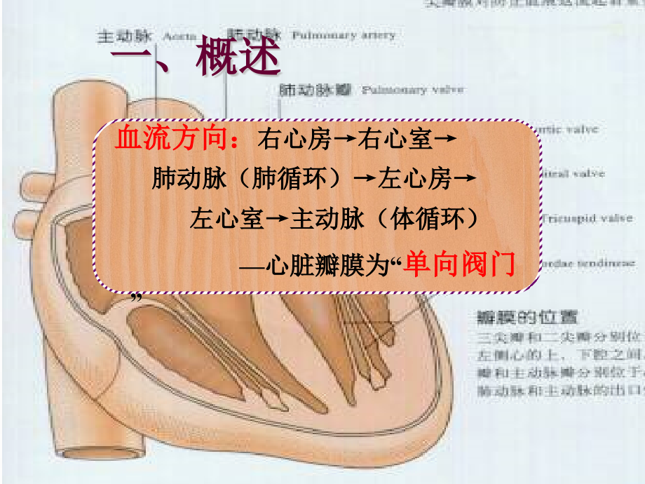 成人护理学-风心病、高血压ppt课件_第3页