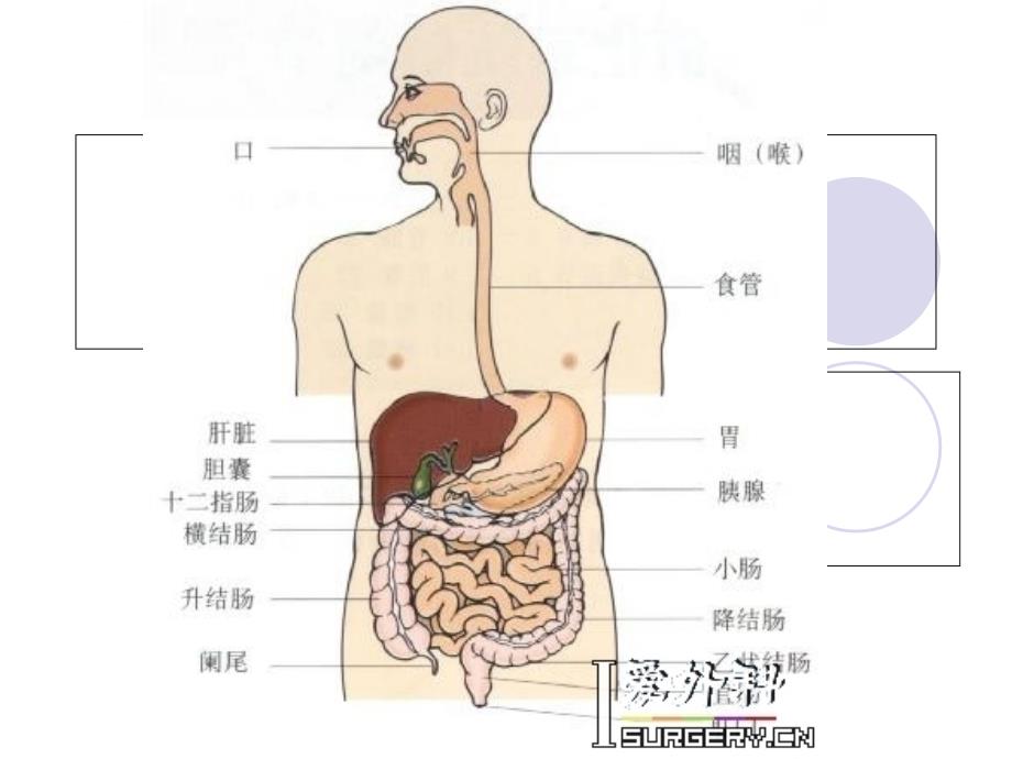 消化系统疾病-microsoft-powerpoint-演示文稿_第4页