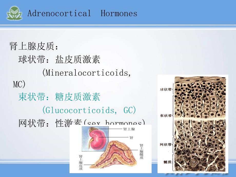 肾上腺皮质激素类药物_1 (2)_第4页