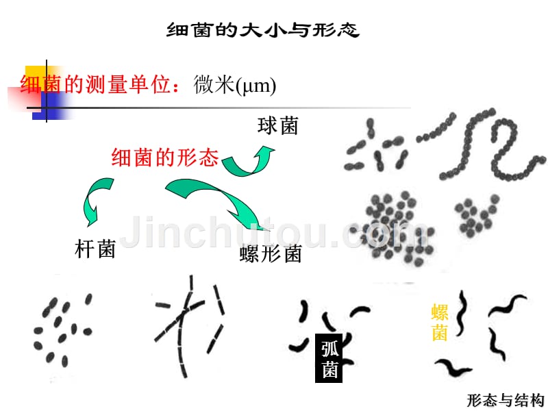 细菌的基本性状细菌形态学_第3页