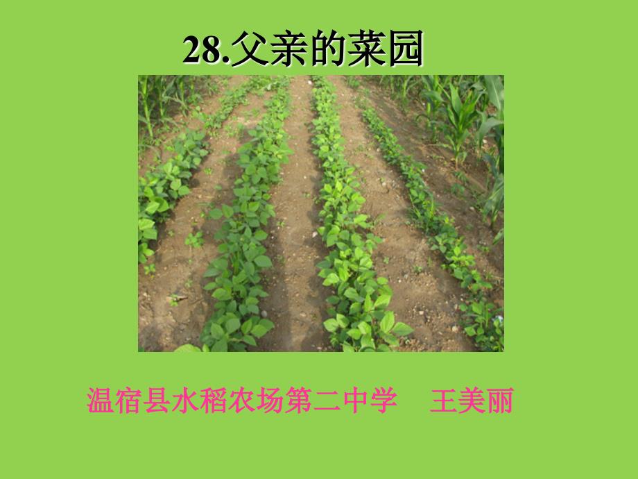 28、父亲的菜园ppt（王美丽）.ppt_第3页