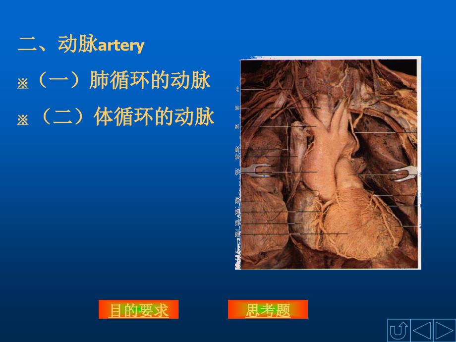 动脉-人体解剖学ppt课件_第1页