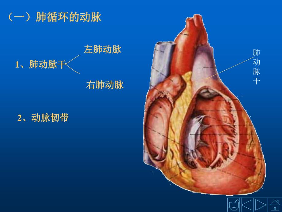 动脉-人体解剖学ppt课件_第2页