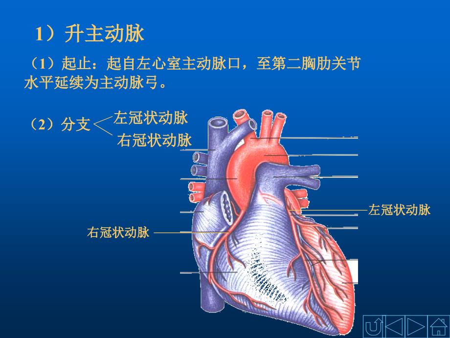动脉-人体解剖学ppt课件_第4页