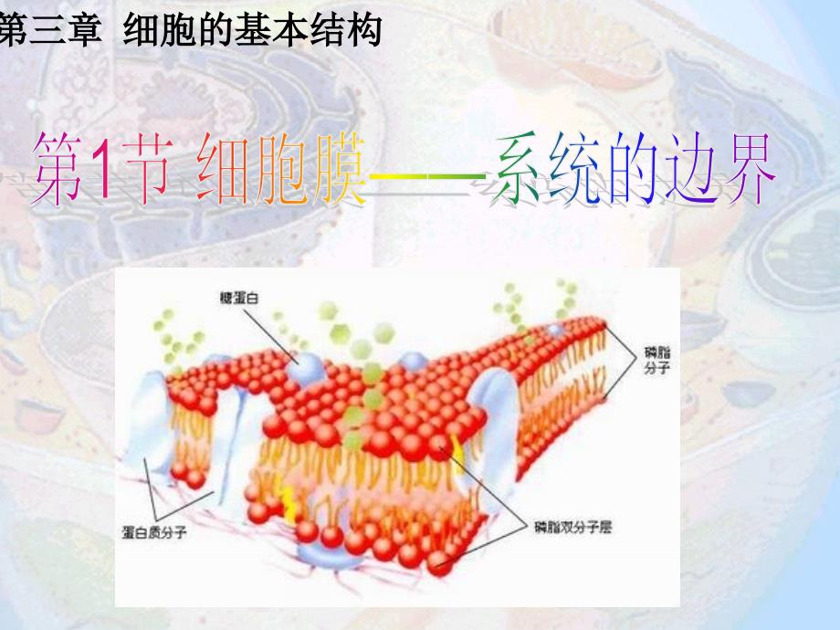 细胞膜——系统的边界说课课件ppt_第1页