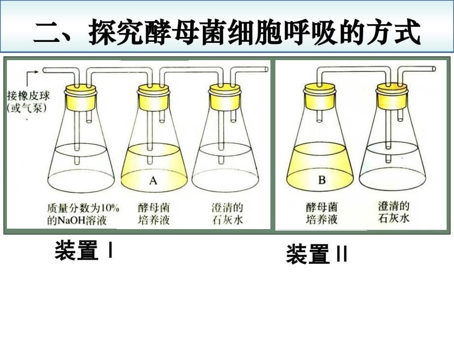 高一生物(有氧呼吸和无氧呼吸)_第5页