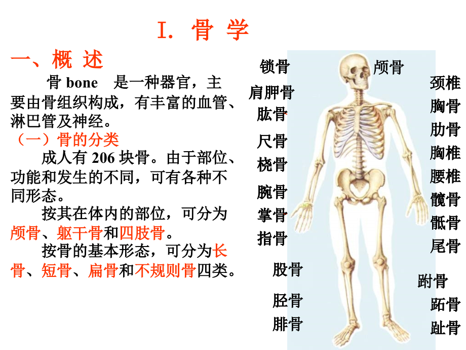 运动系统-ppt人体解剖学课件_第3页