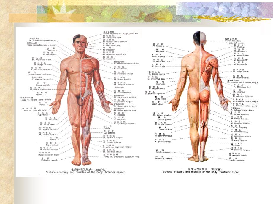运动系统解剖学课件—肌学总论课件_第3页