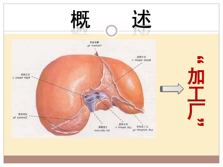 肝脏的生物化学（中职护理《生物化学》）_第3页