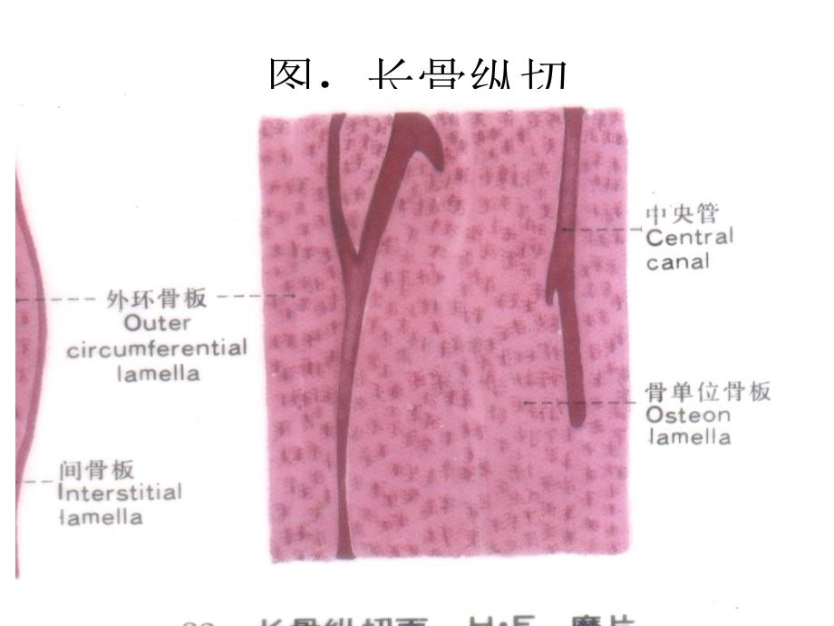 组织胚胎学-组织(tang2007)3_第4页
