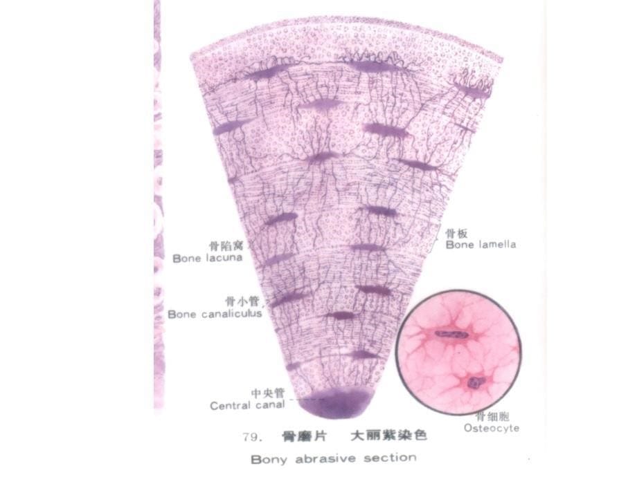 组织胚胎学-组织(tang2007)3_第5页