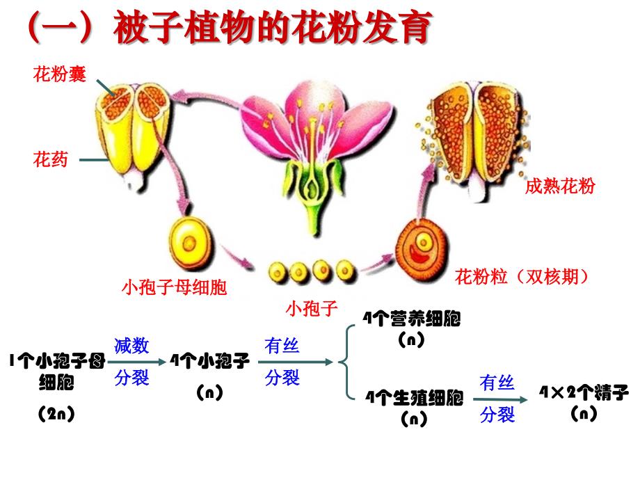 3.2《月季的花药培养》++课件+肖婷_第3页