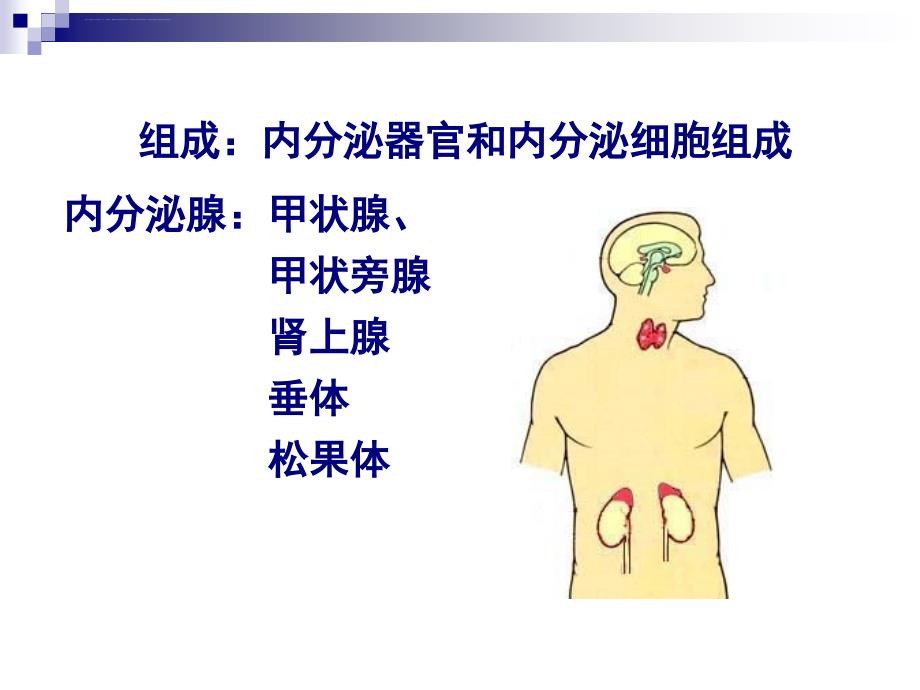 组织学-第13章内分泌系统_第2页