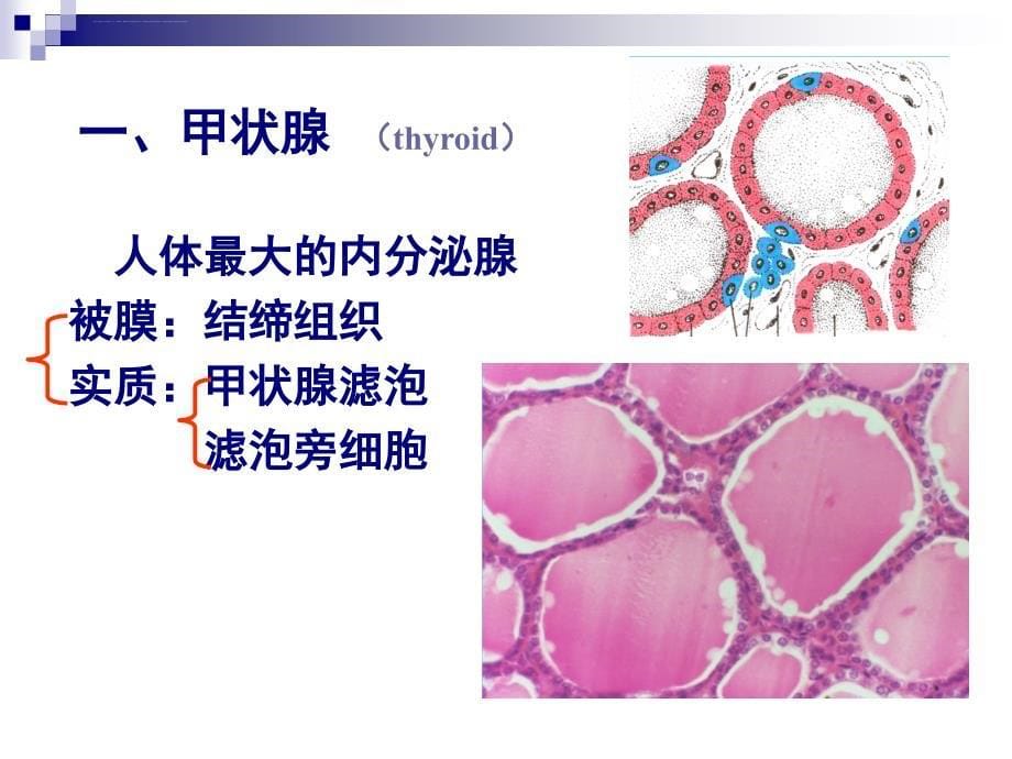 组织学-第13章内分泌系统_第5页