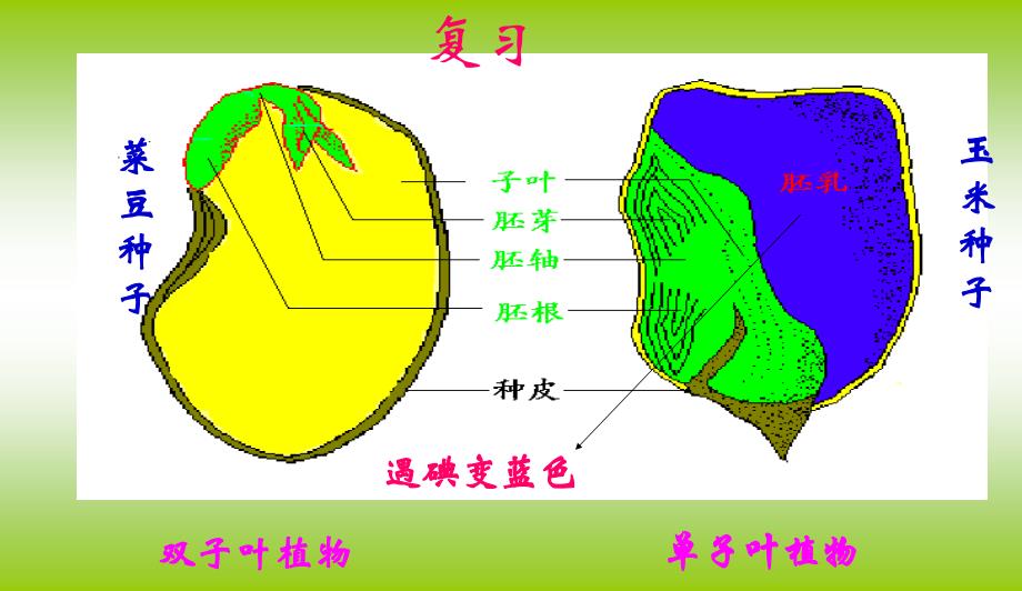 种子的萌发公开课课件_第2页